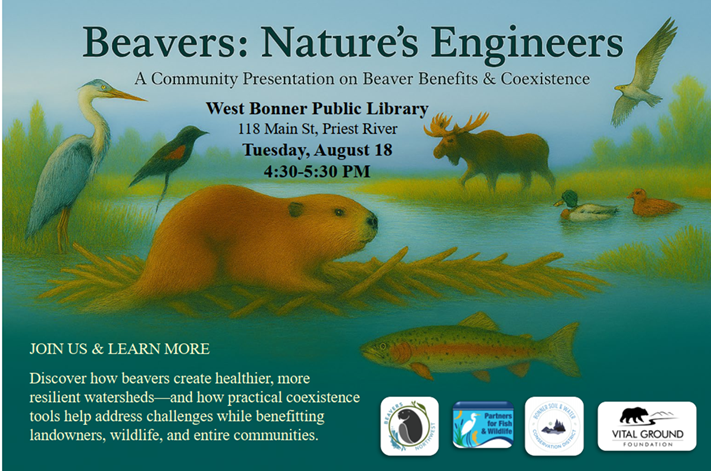Beavers