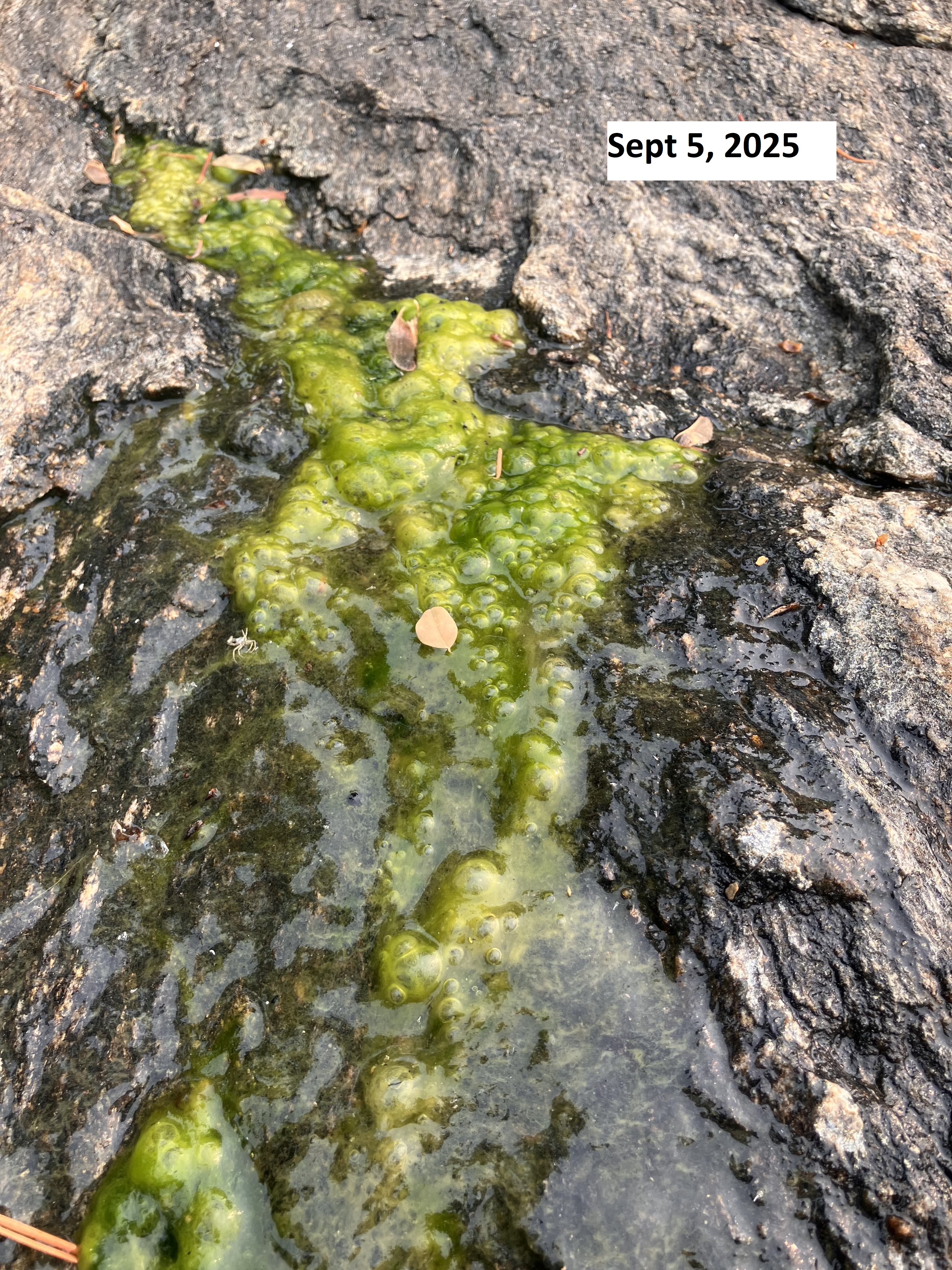 FlorescentGreen 9.5.2025
